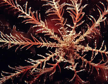 Feather Star (Antedon bifida) 